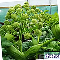 Angelica in Herbalist: Property of Angelica