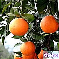 L'orange amère en phytothérapie : propriétés de l'orange amère