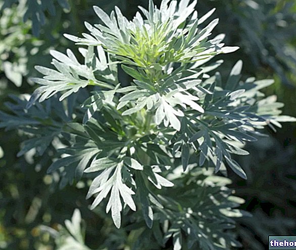 Artemisia in Herbalist: Svojstva Artemisije