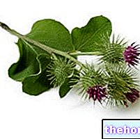 Burdock in Herbalist: Property of Burdock