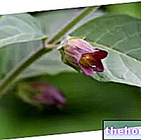 Belladonna Herbalistissa: Belladonnan ominaisuudet