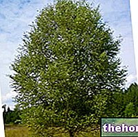 약초에서의 자작나무: 자작나무의 특성