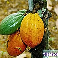 Kakao ravimtaimedes: kakao omadused