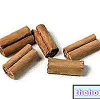 Цейлонська кориця в фітотерапії: властивості цейлонської кориці