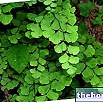 Maidenhair fern in Herbalist: Property of the Maidenhair kapradina