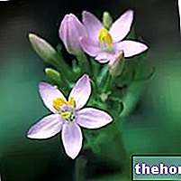 Centaurea Minore en medicina herbaria: propiedad de la Centaurea Minore