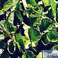 Готу Кола в билколечението: свойства на Centella Asiatica