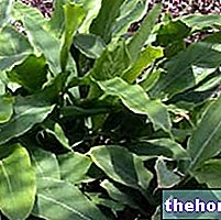 Chicory dalam Perubatan Herba: Sifat Chicory