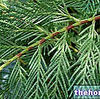 Cypress in Herbalist: Properties of the Cypress