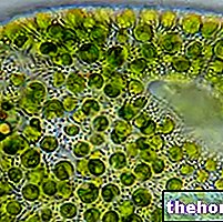 Chlorella a gyógynövényészetben: A Chlorella algák tulajdonságai