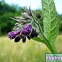 Comfrey teoses Herbalist: Comfrey omadused