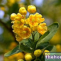 Barberry in Herbalist: Property of Barberry
