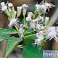 Crisantemo americano en la medicina herbaria: propiedades del crisantemo americano