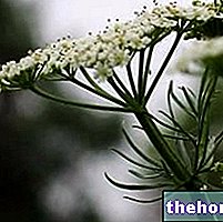 El comino en la medicina herbaria: propiedades del comino