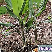 La cúrcuma en la medicina herbaria: propiedades de la cúrcuma