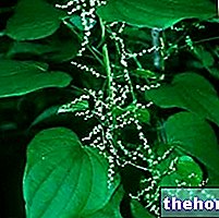 Dioscorea Herbalistis: Dioscorea vara