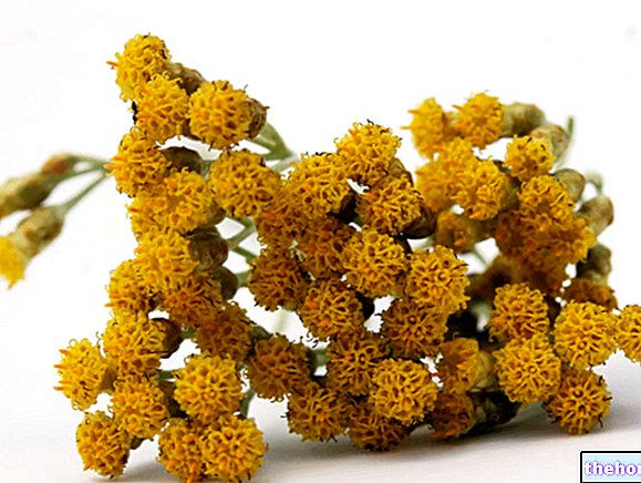Helichrysum u biljnoj medicini: svojstva Helichrysuma