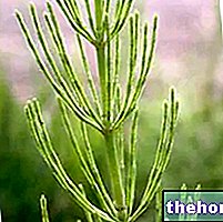 Horsetail in Herbalist: Properties of the Horsetail