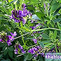 Alfalfa v bylinnej medicíne: Vlastnosti lucerny