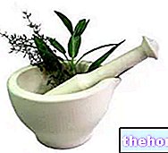 Ervas e plantas medicinais, quais as contra-indicações?