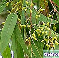L'eucalyptus en phytothérapie : propriétés de l'eucalyptus