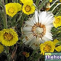 Coltsfoot in Herbalist: Coltsfootin ominaisuudet