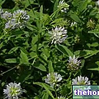 Herbalist의 호로파: 호로파의 특성