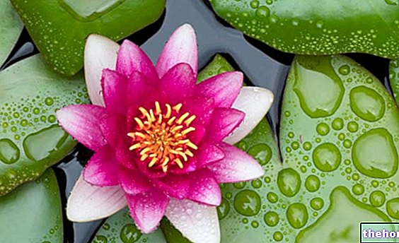 Lotoso gėlė - gydomosios savybės