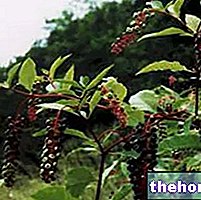 Phytolacca în medicina pe bază de plante: Proprietățile Phytolacca