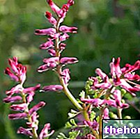 Fumitory in Herbalist: Property of the Fumaria