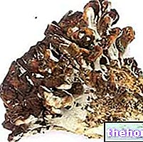 Champignons japonais en phytothérapie : propriétés des champignons japonais