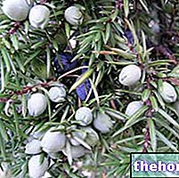 Juniper dalam Perubatan Herba: Sifat Juniper