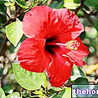 Hibiscus dalam Ahli Herba: Sifat Bunga raya
