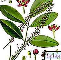 Jaborandi in Herbalist: Property of Jaborandi