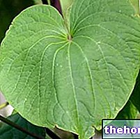 Kava Kava în plante medicinale: proprietăți ale Kava Kava