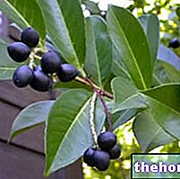 Cherry Laurel i urtemedisin: egenskaper av Cherry Laurel
