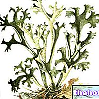 Lichenul islandez în medicina pe bază de plante: Proprietățile lichenului islandez
