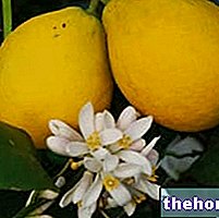 Lemon dalam Ahli Herba: Sifat Lemon