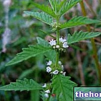 Andorn des Wassers in Herbalist: Eigenschaften des Andorns des Wassers