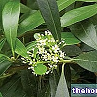 Matè in Herbalist: Property of Matè