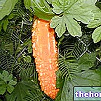 Momordica Herbalistissa: Momordican omaisuus