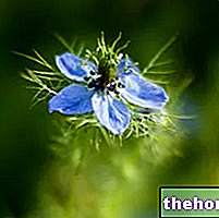Nigelle en herboristerie : Propriété de Nigelle