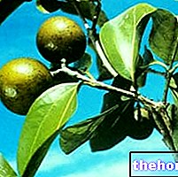 Kacang Vomica dalam perubatan herba: Sifat kacang Vomica