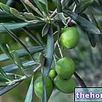 Olivo en Herbolario: Propiedades del Olivo