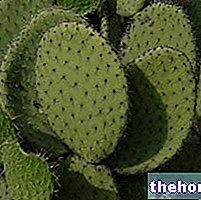 Opuntia en phytothérapie : Propriétés de l'Opuntia