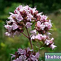 Origan en herboristerie : Propriétés de l'origan
