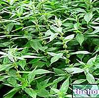 Parietaria in Herbalist: Properties of the Parietaria