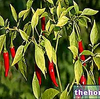Chili i Herbalist: Chillis egenskaber