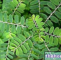 Phyllanthus en phytothérapie : propriétés du Phyllanthus