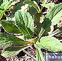 Picrorhiza v bylinkárstve: Vlastnosti Picrorhizy
